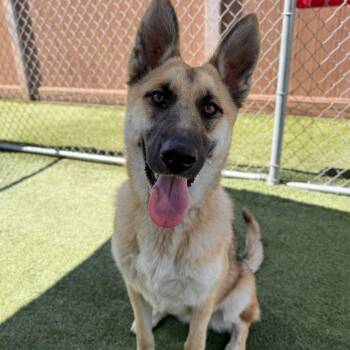 Panchita -  German Shepherd Dog Dog for Adoption in Long Beach, California - Panchita | PetCurious