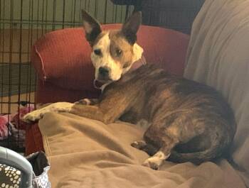 Rescue Australian Cattle Dog Blue Heeler Dogs for Adoption in Wantagh, New York - Bea | PetCurious