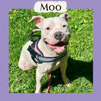 Pit Bull Terrier Dogs Available for Adoption - Moo | PetCurious