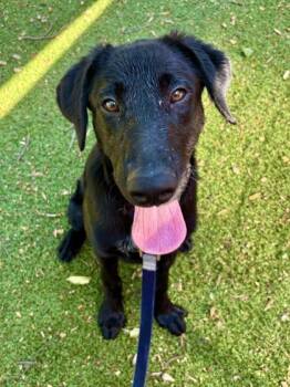 Utah -  Mixed Breed Dog for Adoption in West Chester, Pennsylvania - Utah | PetCurious