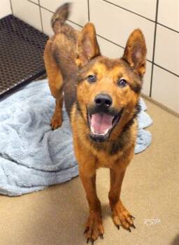 ACE -  Chow Chow and German Wirehaired Pointer Dog for Adoption in Fort Wayne, Indiana - ACE | PetCurious