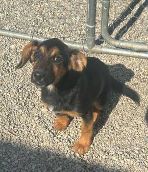 Shepherd Dogs Available for Adoption in Newport, Kentucky - Tickles | PetCurious