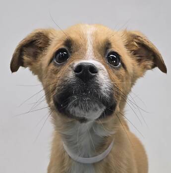 Boxer and Terrier Dogs Available for Adoption - Elektabuzz | PetCurious