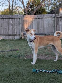 Mixed Breed Dogs Available for Adoption in St. Joseph, Michigan - Odin | PetCurious