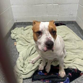 Maddie -  Mixed Breed Dog for Adoption in Jeffersonville, Indiana - Maddie | PetCurious