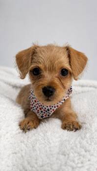 Mocha -  Chihuahua and Wirehaired Terrier Dog Available for Adoption in Douglas, Georgia - Mocha | PetCurious