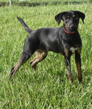 Hound and Mixed Breed Dogs Available for Adoption in Kingsland, Georgia - Jethro | PetCurious