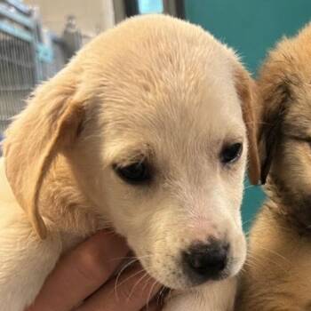 Aviva -  Labrador Retriever and Shepherd Dog for Adoption in Potomac, Maryland - Aviva | PetCurious