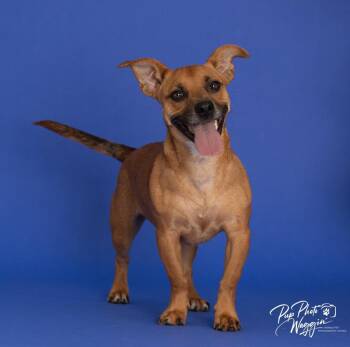 Baxter -  Dachshund and French Bulldog Dog for Adoption in Valley Park, Oklahoma - Baxter | PetCurious