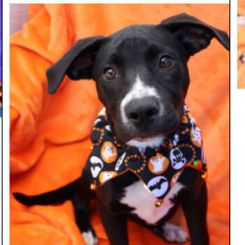 Rescue Mixed Breed Dogs for Adoption in Wantagh, New York - Thelma | PetCurious