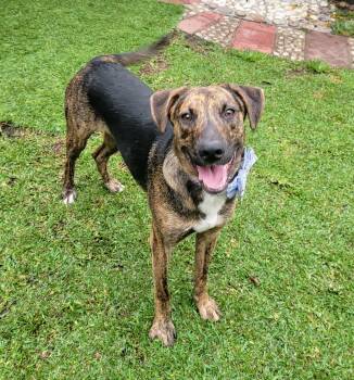 Oscar -  Plott Hound Dog for Adoption in San Francisco, California - Oscar | PetCurious