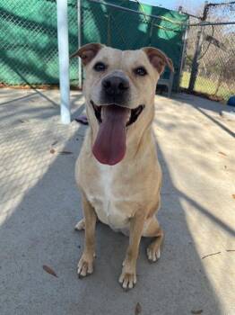 Mixed Breed Dogs Available for Adoption in Charlotte, North Carolina - DIXIE | PetCurious