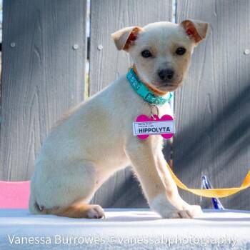 Labrador Retriever Dogs Available for Adoption in Wake Forest, North Carolina - Hippolyta | PetCurious