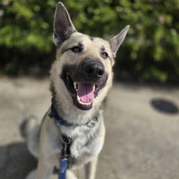 Breezy -  German Shepherd Dog Dog for Adoption in New Orleans, Louisiana - Breezy | PetCurious