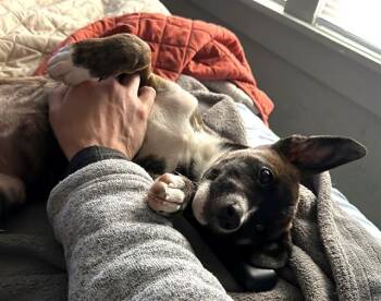 Pit Bull Terrier and Siberian Husky Dogs Available for Adoption - COMET | PetCurious