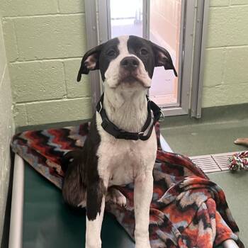 Pickles -  Mixed Breed Dog Available for Adoption in West Palm Beach, Florida - Pickles | PetCurious