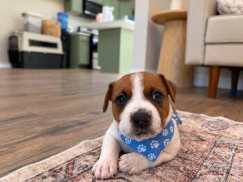 Mr Bojangles -  Beagle and Boxer Dog for Adoption in Friendswood, Texas - Mr Bojangles | PetCurious