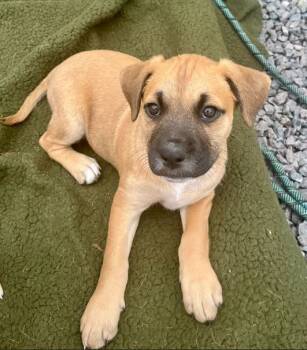 Rescue Labrador Retriever and Hound Dogs for Adoption in Mocksville, North Carolina - SusieQ | PetCurious