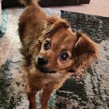 Rescue Chihuahua Dogs for Adoption in Las Vegas, Nevada - Miggy | PetCurious
