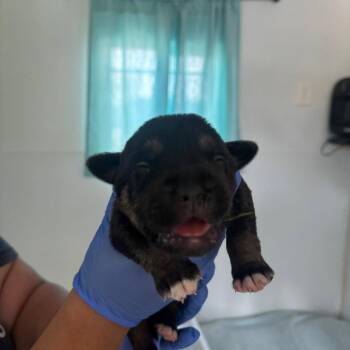 Addison -  Terrier Dog for Adoption in Dallas, Texas - Addison | PetCurious