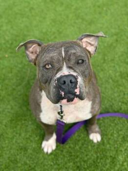 Mixed Breed Dogs Available for Adoption in Daytona Beach, Florida - Gracie - 2 | PetCurious