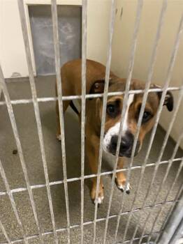 Lumi -  Pit Bull Terrier Dog for Adoption in Vancouver, Washington - Lumi | PetCurious