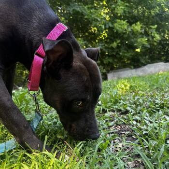 Mixed Breed Dogs Available for Adoption in Edwardsville, Illinois - Sage | PetCurious