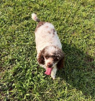 Harmony -  Poodle Dog for Adoption in Milton, Georgia - Harmony | PetCurious