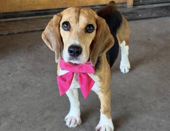 Bagel -  Beagle Dog for Adoption in Riverside, California - Bagel | PetCurious
