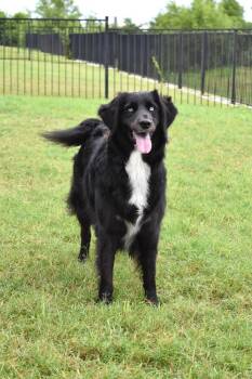 Lillian -  Australian Shepherd and Poodle Dog for Adoption in Frisco, Texas - Lillian | PetCurious