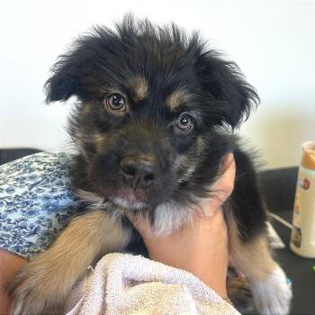Carter -  Shepherd Dog for Adoption in Birmingham, Alabama - Carter | PetCurious