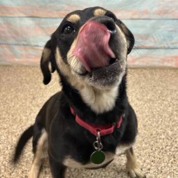 Brownie -  Mixed Breed Dog for Adoption in Cheyenne, Wyoming - Brownie | PetCurious
