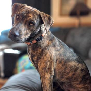 Nala -  Plott Hound and Terrier Dog for Adoption in Shakopee, Minnesota - Nala | PetCurious