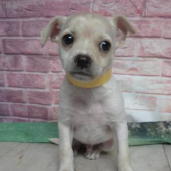 Enzo -  Chihuahua and Mixed Breed Dog for Adoption in Fort Collins, Colorado - Enzo | PetCurious