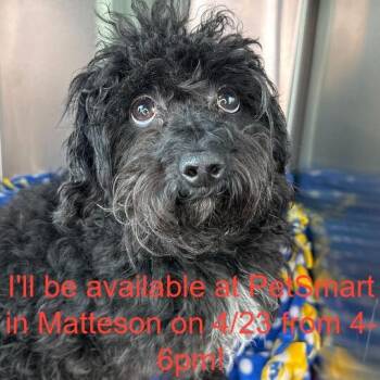 Poodle Dogs Available for Adoption in Matteson, Illinois - Alvin | PetCurious