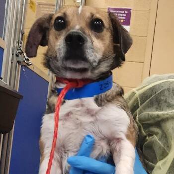 Walton -  Mixed Breed Dog for Adoption in Murray, Utah - Walton | PetCurious