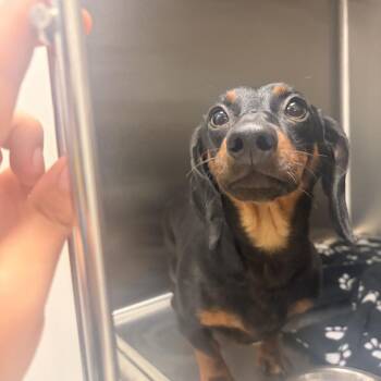 Walle -  Mixed Breed Dog for Adoption in Davenport, Iowa - Walle | PetCurious