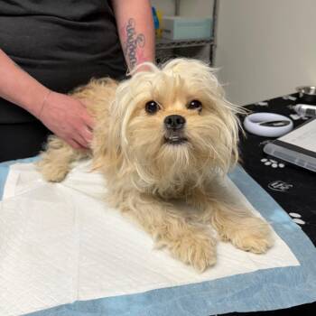 Cavalier King Charles Spaniel and Bichon Frise Dogs Available for Adoption in Kansas City, Missouri - Billie | PetCurious