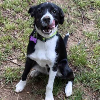 Parson Russell Terrier and Border Collie Dogs Available for Adoption in Watertown, Connecticut - Dapper Dan 20 Lbs | PetCurious