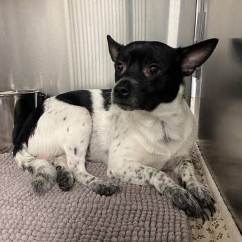Australian Cattle Dog Blue Heeler and Chihuahua Dogs Available for Adoption in Abilene, Texas - Brooks | PetCurious