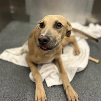 TYRAH -  Mixed Breed Dog for Adoption in Dallas, Texas - TYRAH | PetCurious