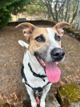 Piper -  Terrier Dog for Adoption in St. Helens, Oregon - Piper | PetCurious