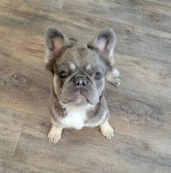Gwendolyn -  French Bulldog Dog for Adoption in San Tan Valley, Arizona - Gwendolyn | PetCurious