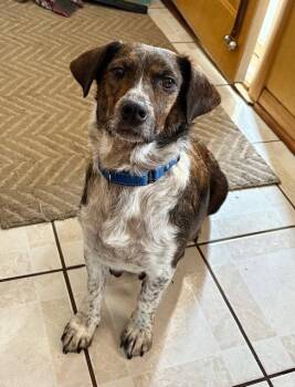 Plott Hound and Australian Shepherd Dogs Available for Adoption - Rambler | PetCurious