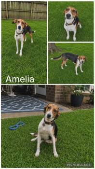 Amelia -  Beagle Dog for Adoption in Enterprise, Alabama - Amelia | PetCurious