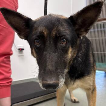 Phoenix -  Shepherd and Mixed Breed Dog for Adoption in Abilene, Texas - Phoenix | PetCurious
