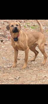 Labrador Retriever and Pit Bull Terrier Dogs Available for Adoption - Caramel Latte | PetCurious