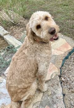 Biskit -  Goldendoodle Dog for Adoption in Garland, Texas - Biskit | PetCurious
