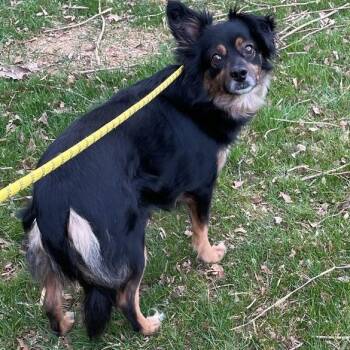 Australian Shepherd Dogs Available for Adoption in Lincoln University, Pennsylvania - Athena | PetCurious