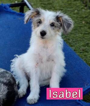 Isabel -  Australian Shepherd and Poodle Dog for Adoption in Fort Worth, Texas - Isabel | PetCurious